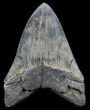 Serrated, Fossil Megalodon Tooth - Beautiful Monster #56467-2